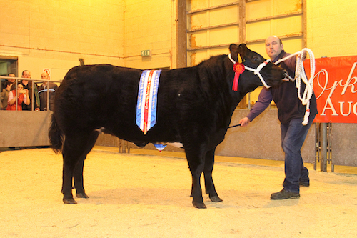 East Mainland farmers triumph at Christmas primestock show