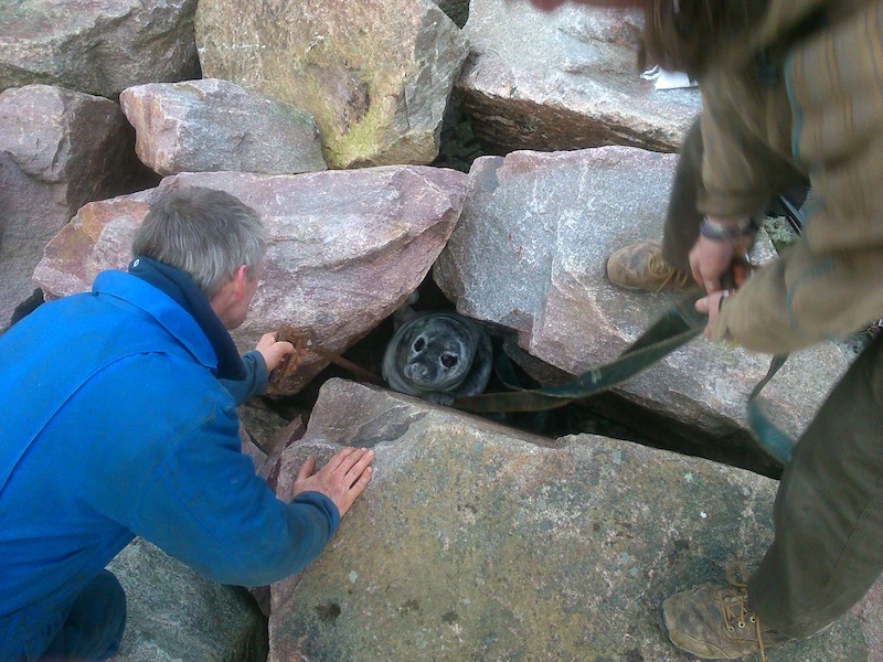 Lucky rescue for Sanday seal pup