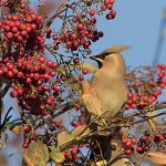 Waxwings could be among the birds spotted in Orkney gardens over this weekend's Big Garden Birdwatch.