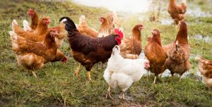 Bird flu precautions extended until end of April