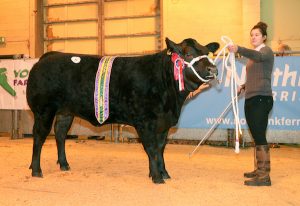 Belgian Blue cross heifer takes over-wintering top prize