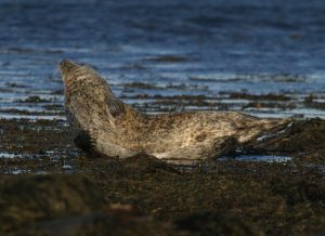 Nature festival kicks off tomorrow
