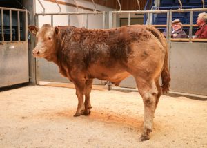 Breckan takes the double at mart show