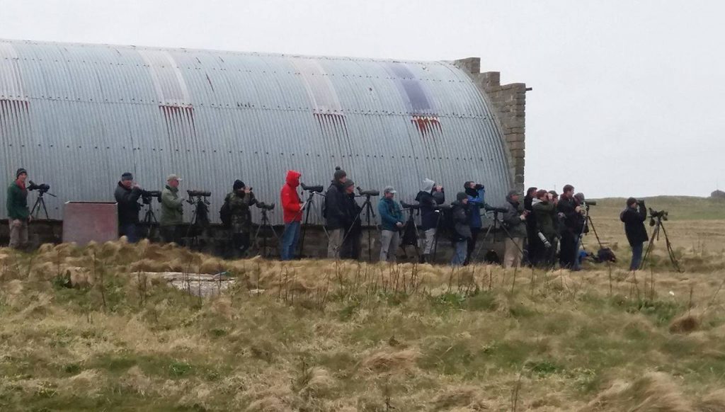 Birdwatchers Flock To North Ronaldsay After Rare Bird Sighting The Orcadian Online