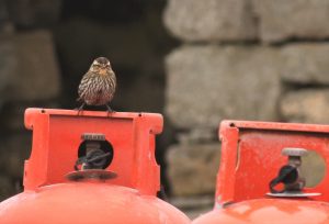 Birdwatchers flock to North Ronaldsay after rare bird sighting