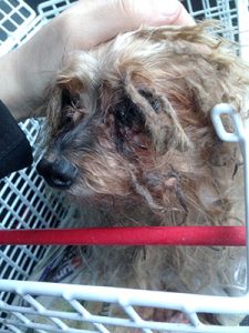Appeal for information on terrier ‘in extremely bad condition’