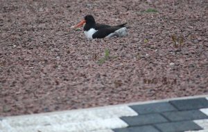 Oystercatcher opts for roundabout nest site