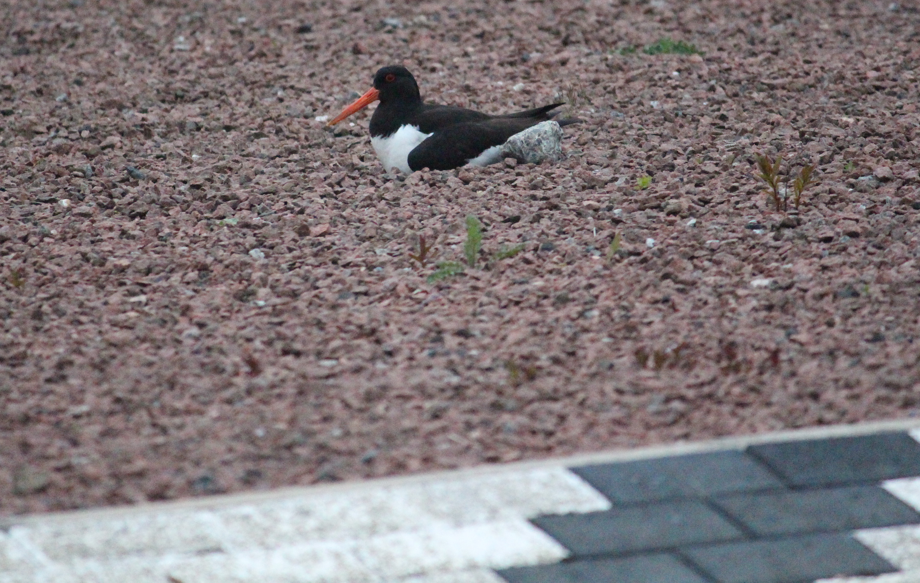Oystercatcher opts for roundabout nest site