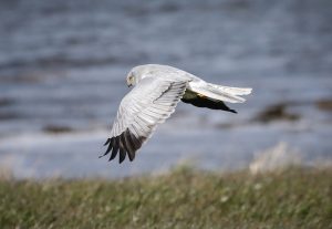 Orkney remains a stronghold for hen harriers despite national decline
