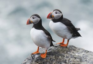 Orkney birdwatchers needed for “Puffarazzi”