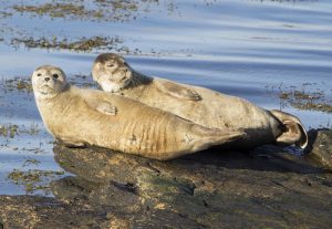 Wildlife unaffected by marine renewables claims new report