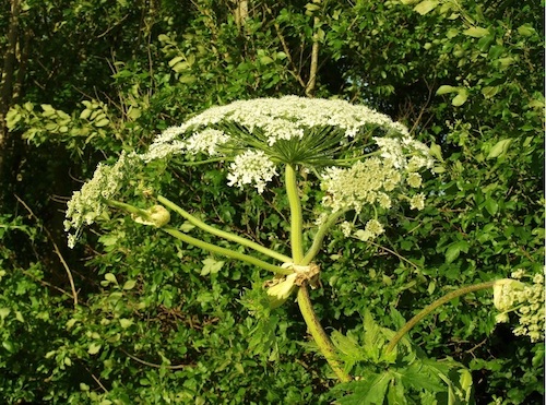 Stay safe this summer — avoid Giant Hogweed