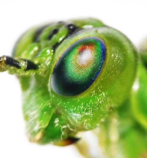 Orkney Library to host Biodiversity Open Day