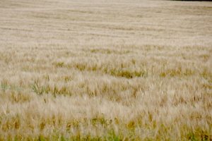 Consultation on crofting law launched