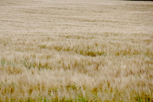 Consultation on crofting law launched