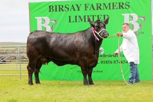 Native breeds reign supreme at Dounby cattle competition