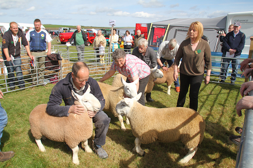 East Mainland Show gets underway - The Orcadian Online