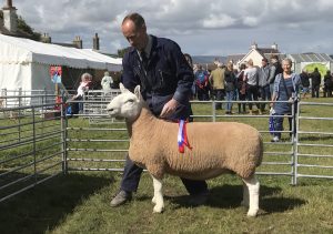 Upper Cornquoy’s Cheviot ewe is named supreme sheep champion