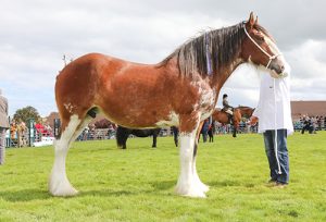 Downhill Snowflake is the county’s top horse