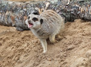 New exotic wildlife centre to open tomorrow