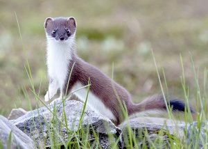 Appeal for landowners’ input in tackling stoat problem
