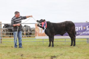 Colligarth calf takes top prize at Sanday Show