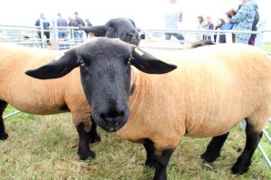 Show week begins on Sanday