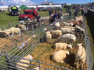 It’s Shapinsay Show day!