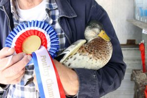 Poultry classes cancelled following bird flu restrictions