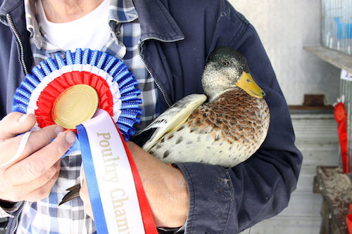 Poultry classes cancelled following bird flu restrictions