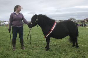 Millquoy Shetland brood mare is Dounby’s top horse