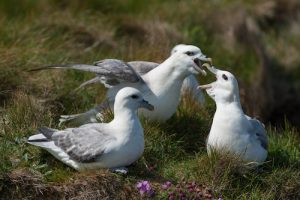 Orkney Fulmar documentary to feature on national television
