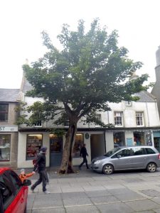 Kirkwall’s ‘Big Tree’ to undergo preservation work