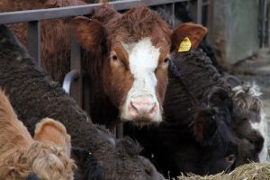 Just days left to apply for Scottish suckler beef support scheme 2017