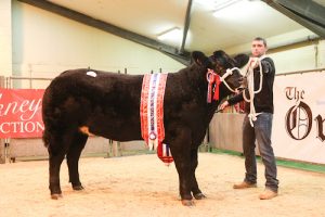 Braebuster heifer wins big at Christmas prime stock show