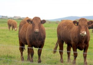 LFASS scheme loan letters issued to farmers and crofters