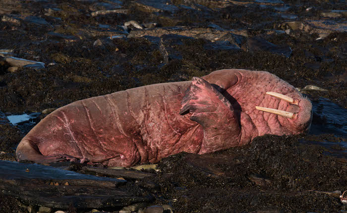 Visiting walrus makes waves in Orkney