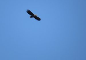 White-tailed eagles return to Hoy