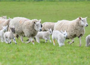 Livestock worrying bill gathers support from Orkney politicians