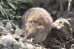 Consultation launched for biodiversity protection plan