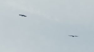 First white-tailed eagle chicks hatch in Orkney for over 145 years
