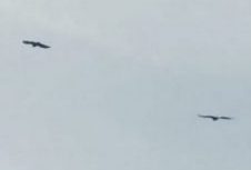 First white-tailed eagle chicks hatch in Orkney for over 145 years