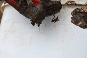 Hair sample dating back 2,000 years found in South Ronaldsay