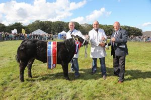 Sebay Farm stot tops County Show’s cattle section