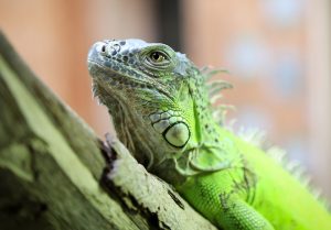 Animal centre ‘disgusted’ by ‘unattainable’ ScotGov fund