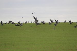 Researchers return to continue goose management studies