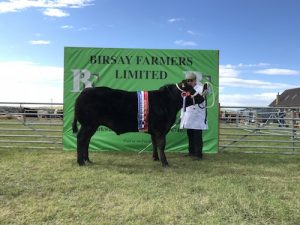 Upper Onston stot claims Dounby cattle title