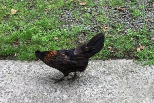 Do you know this hen? OIC launch search for poultry owner