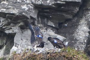 North Walls pupils name eagle chicks