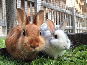 Deadly rabbit virus confirmed in Orkney
